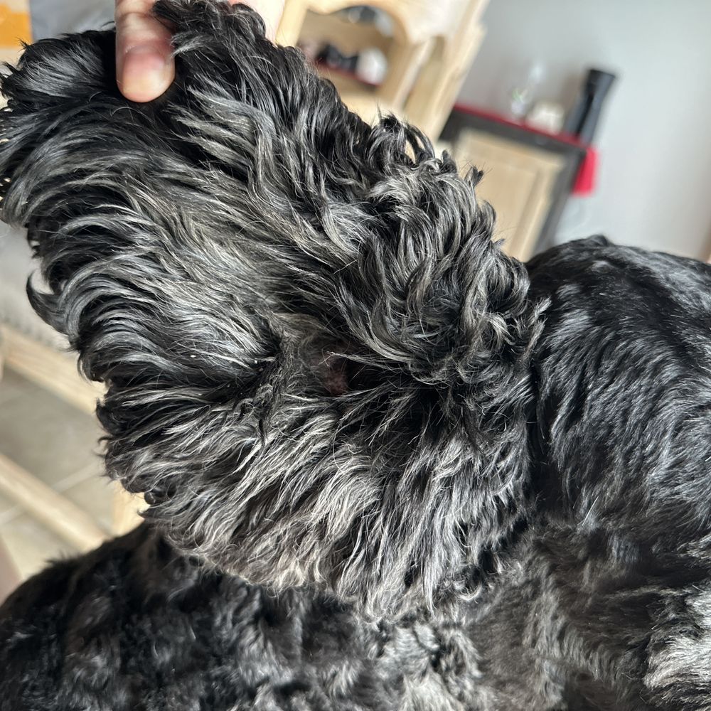 I paid to have his ears cleaned and plucked. They didn't even touch them. I paid to have his ears cleaned and plucked. They didn't even touch them.