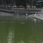 Photo of Lago Menor de Chapultepec