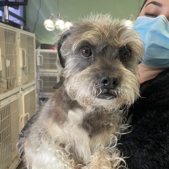 Isela's Pet Grooming - Before - Pet Groomers Near Me - Whittier, California Isela's Pet Grooming - Before - Pet Groomers Near Me - Whittier, California