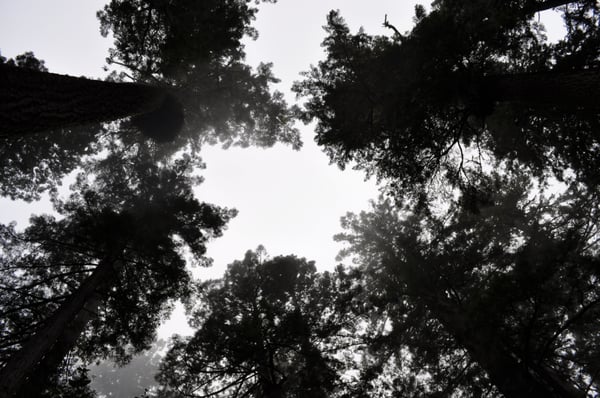 Lady Bird Johnson Grove Trail by null