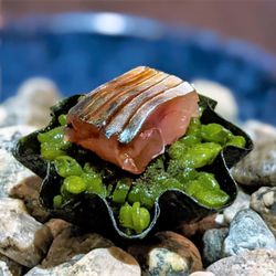 Under - 09/01/23 Mackerel - Sea Lettuce, "Sea Spaghetti," Sea Bean Miso, Pork Fat