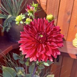 The Double R Bar & Grill - Flower Friday