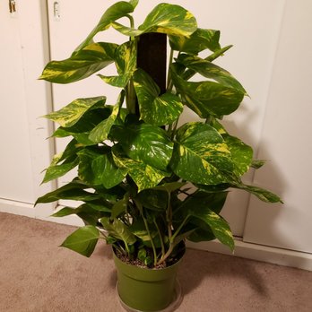 Plantiitas - Hawaiian Pothos - Home Decor Near Me - Long Beach, California