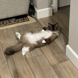 Miss Frankie , our Ragdoll Miss Frankie , our Ragdoll