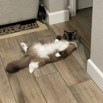 Ragdoll Ranch - Miss Frankie , our Ragdoll - Pet Breeders Near Me - Reno, Nevada Ragdoll Ranch - Miss Frankie , our Ragdoll - Pet Breeders Near Me - Reno, Nevada