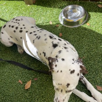 Perk & Brew - Pet friendly outside patio! - Coffee & Tea Near Me - Cape Coral, Florida Perk & Brew - Pet friendly outside patio! - Coffee & Tea Near Me - Cape Coral, Florida