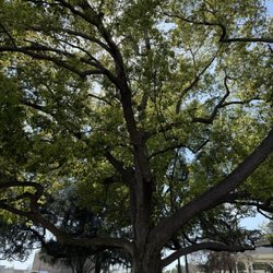 Temple City Park - Beautiful oak tree with lots of shade at temple city park.