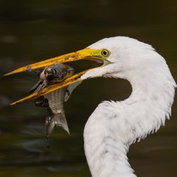 Teaneck Creek Conservancy - Great egret fishing for lunch