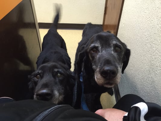 Dog Vca Roberts Animal Hospital Clearance Vca Cedar Animal Hospital Factory Sale