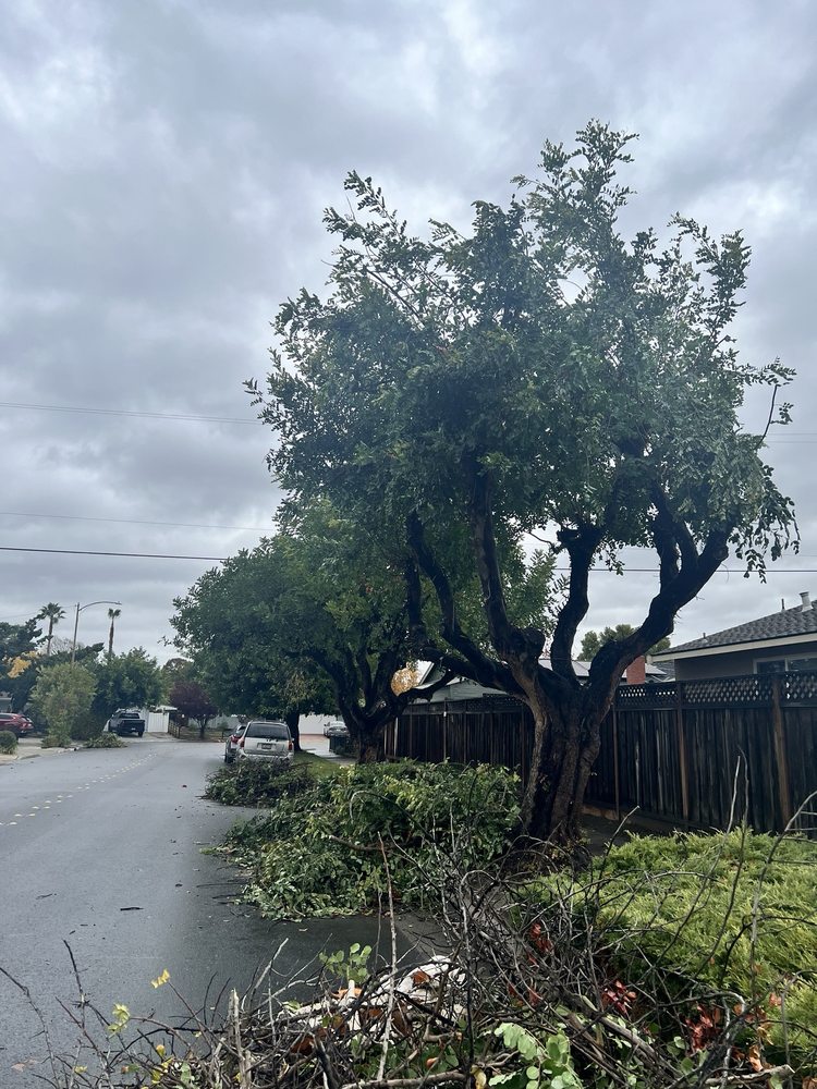 Slide of Ramirez Tree Service 