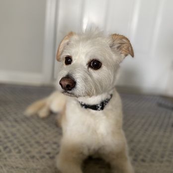 Pawsome Luxuries - Sierra - Pet Groomers Near Me Pawsome Luxuries - Sierra - Pet Groomers Near Me