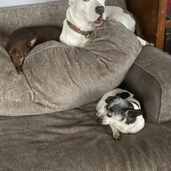 True North Veterinary Hospital - The girls relaxing after outside adventures.