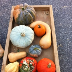 The Stoltzfus Gourd & Pumpkin Farm