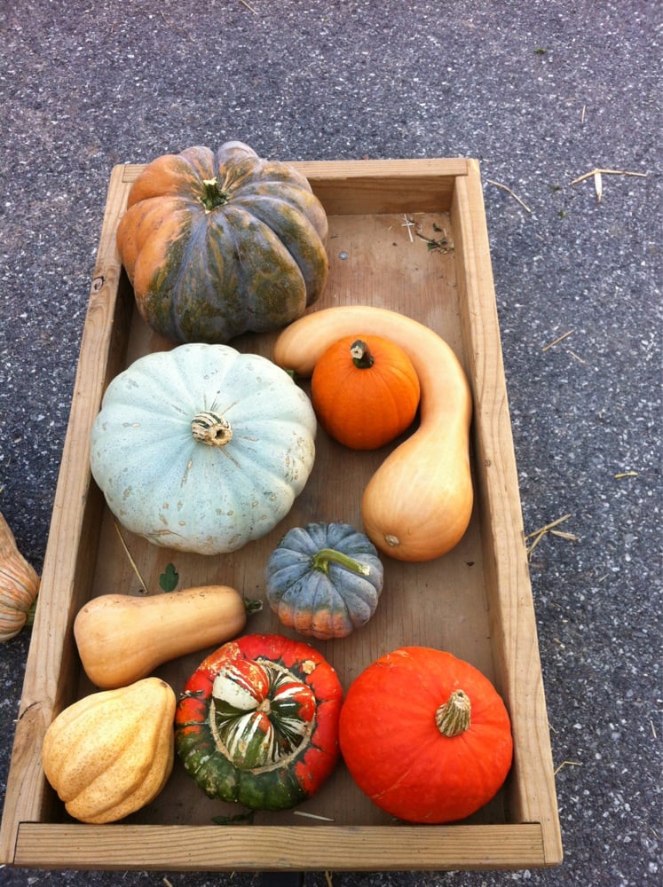 THE STOLTZFUS GOURD & PUMPKIN FARM Updated October 2024 35 Photos