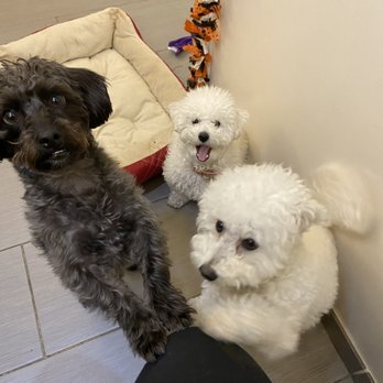 D is for Doggy - Pet Groomers Near Me - New York, New York D is for Doggy - Pet Groomers Near Me - New York, New York