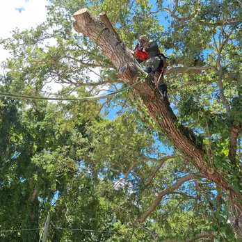 Whyte Tree Service - Me cutting a Oak Tree - Tree Services Near Me Whyte Tree Service - Me cutting a Oak Tree - Tree Services Near Me