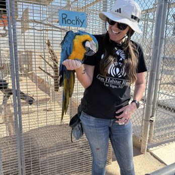 Lion Habitat Ranch - Rocky the parrot out for an info session. - Zoos Near Me - Henderson, Nevada Lion Habitat Ranch - Rocky the parrot out for an info session. - Zoos Near Me - Henderson, Nevada