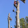 Photo of Joshua Tree Experts