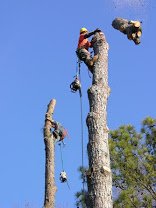 Joshua Tree Experts - tree service in Cincinnati, OH