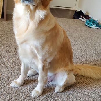 Doggy Details - Pet Groomers Near Me Doggy Details - Pet Groomers Near Me