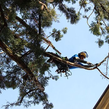 Grizzly Tree Experts - Tree Services Near Me - Vancouver, British Columbia