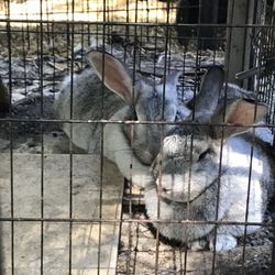 Bunnies!!
