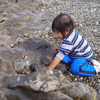 Fitzgerald Marine Reserve - He found his own personal tide pool (May 2014) - Parks Near Me - Moss Beach, California Fitzgerald Marine Reserve - He found his own personal tide pool (May 2014) - Parks Near Me - Moss Beach, California