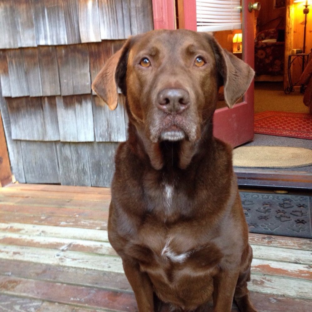 Manitou Lodge B&B - Franklin- the most precious dog ever. - Hotels Near Me - Forks, Washington Manitou Lodge B&B - Franklin- the most precious dog ever. - Hotels Near Me - Forks, Washington
