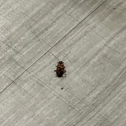 LA Fitness - Dead roach.