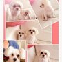 Photo of Rosie's Dog Salon