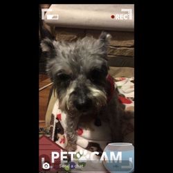 Beltline Animal Clinic - Pepper!