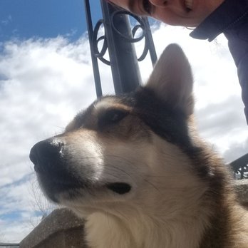 Bacchus Pub - Indy and I on the patio and the sun came out! - Pubs Near Me - Bozeman, Montana