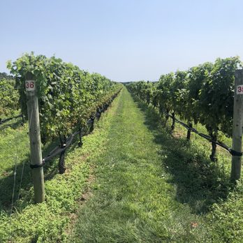 Raphael Vineyard and Winery - Vineyards - Wine Tasting Room Near Me - Peconic, New York