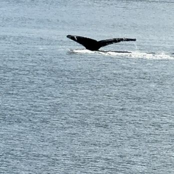 Kenai Fjords Tours - Humpback tail - Boat Tours Near Me - Seward, Alaska