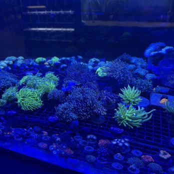 Carson Tropical - Local Fish Stores Near Me - Hawaiian Gardens, California