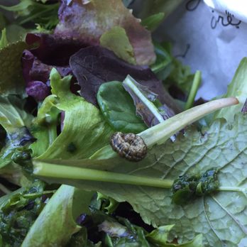 Grégoire - Caterpillar in our Gregoire salad. Very disappointed that an establishment like this did not thoroughly wash their produce. - French Near Me - Berkeley, California