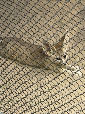 Staten Island Zoo by null