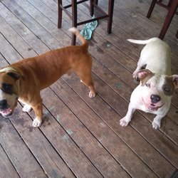 Cara Community Animal Rescue & Adoption - Hank and Jethro