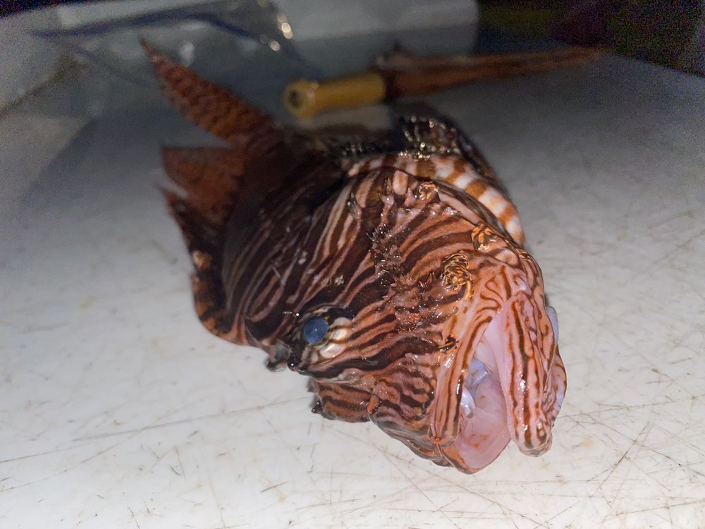 JUPITER DIVE CENTER Updated September 2024 39 Photos & 44 Reviews