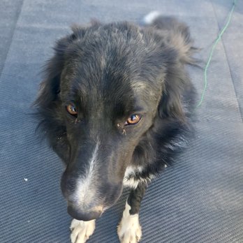 Castaic Canine Camp - Pet Training Near Me - Castaic, California Castaic Canine Camp - Pet Training Near Me - Castaic, California