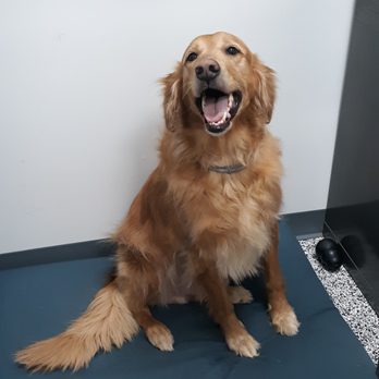 Pet-Agree Professional Pet Services - Pet Groomers Near Me - Jasper, Indiana Pet-Agree Professional Pet Services - Pet Groomers Near Me - Jasper, Indiana