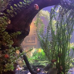 Antidote Spa and Salon - Waiting area fish tank