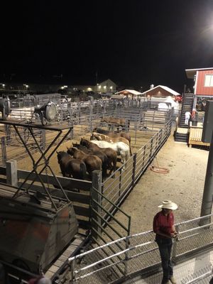 Jackson Hole Rodeo by null
