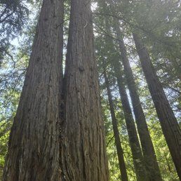 Redwoods. Redwoods.