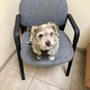 Adobe Pet Hospital