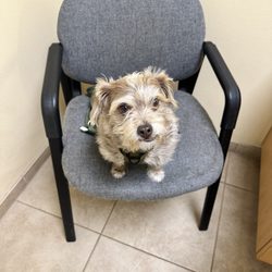 Adobe Pet Hospital
