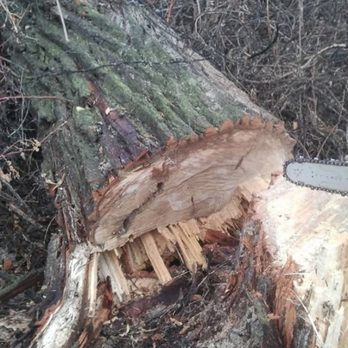 Rent a son - Just another tree to cut up. I love my job. - Tree Services Near Me - Idaho Falls, Idaho Rent a son - Just another tree to cut up. I love my job. - Tree Services Near Me - Idaho Falls, Idaho