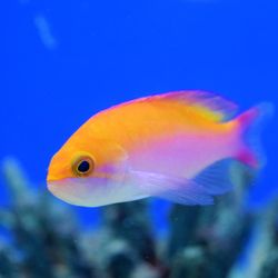 Deep Blue Aquatics