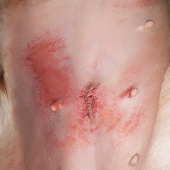 Krause Veterinary Clinic - Shaver Burns, which were of no concern to staff. - Veterinarians Near Me - Armada, Michigan Krause Veterinary Clinic - Shaver Burns, which were of no concern to staff. - Veterinarians Near Me - Armada, Michigan