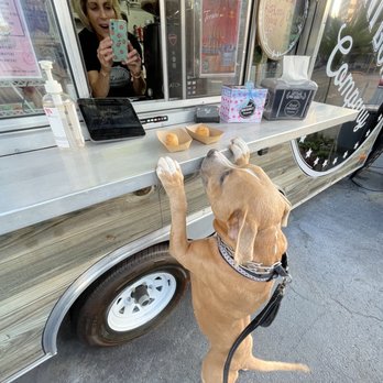 Local Mini Donut Co - Give me my free donuts !!!!!!woof - Donuts Near Me - Tampa, Florida Local Mini Donut Co - Give me my free donuts !!!!!!woof - Donuts Near Me - Tampa, Florida